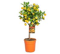 Bloomique - Citrus Calamondin - Oranger d’intérieur - Agrume - Arbre fruitier - Plantes de jardin - Hauteur 50-70 cm - Pot 19 cm