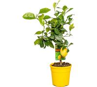 Bloomique - Citrus Limon - Citronnier - Agrume - Arbre fruitier - Plantes de jardin - Hauteur 50-70 cm - Pot 19 cm