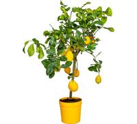 Bloomique - Citrus limon - Citronnier - Arbre fruitier - Citrus - Plante de jardin - Hauteur 60-80 cm - Pot 21 cm
