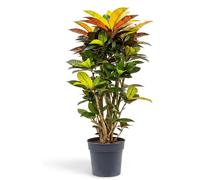 Bloomique - Codiaeum Variegatum Iceton - Croton - Plante à feuillage - Plante d'intérieur - Feuilles panachées jaunes, oranges et rouges - Dépolluante - Hauteur 70-80 cm - Pot 24 cm