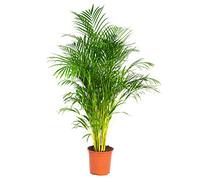 Bloomique - Dypsis Lutescens - Palmier Areca - Plantes d’intérieur - Dépolluante - Sans danger pour les animaux - Hauteur 130-150 cm - Pot 24 cm