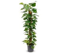 Bloomique - Epipremnum Aureum - Murmure d'or - Plante grimpante - Plante d'intérieur - Sur tuteur en mousse - Dépolluante - Facile d'entretien - Hauteur 110-120 cm - Pot 24 cm