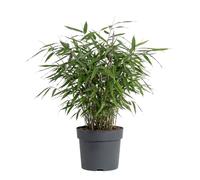 Bloomique - Fargesia Asian Wonder - Plante bambou - Non envahissante - Plante de Jardin - Plante haie - 20-40 cm haut - Pot 14 cm