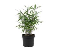 Bloomique - Fargesia Blue - Bambou bleu - Non rampant - Rustique - Plante haie - 20-40 cm haut - Pot 14 cm