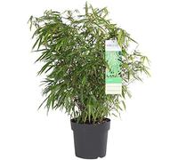Bloomique Fargesia Rufa - Plante de bambou - Plante de jardin - Plantes de balcon - Résistant à l'hiver - Non envahissant - Hauteur 70-90 cm - Pot 23 cm