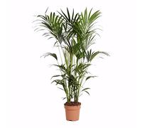 Bloomique - Howea Forsteriana - Kentia Palm - Plante d'intérieur XXL - Purificateur d'air - Convient aux animaux - Hauteur 150-170 cm - Pot de 27 cm