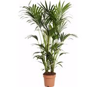 Bloomique - Howea Forsteriana - Kentia Palm - Plante d'intérieur XXL - Purificateur d'air - Convient aux animaux - Hauteur 150-170 cm - Pot de 27 cm
