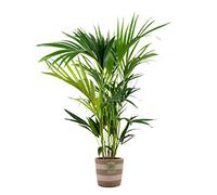 Bloomique - Howea Forsteriana - Palmier Kentia - Plante d’intérieur - Dépolluante - Sans danger pour les animaux - Hauteur 80-100 cm - Panier en jute 19 cm