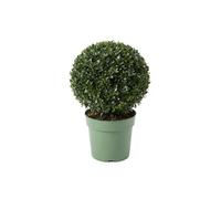 Bloomique - Ilex Crenata Jenny - Houx japonais - Feuillage Persistant - Rustique - Plante balcon - Plante jardin - Hauteur 30-40 cm - Pot 17 cm
