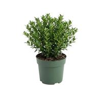 Bloomique - Ilex Crenata Jenny - Houx japonais - Plante rustique - Plante balcon - Hauteur 10-20 cm - Pot 10 cm