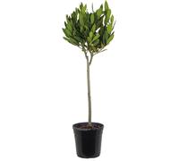Bloomique - Laurus Nobilis - Laurier-sauce sur tige - Laurier-sauce - Plantes de jardin - Rustique - Hauteur 80-100 cm - Pot 21 cm
