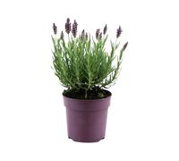 Bloomique - Lavandula Stoechas Anouk - Lavande Papillon - Rustique - Plante balcon - Plante jardin - Hauteur 20-25 cm - Pot 12 cm
