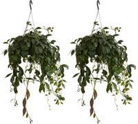 Bloomique - Lot de 2 - Aeschynanthus Marmoratus - Plante rouge à lèvres - Plante suspendue - Plante d'intérieur - Sans danger pour les animaux - Purificateur d'air - Hauteur 30-40 cm - Pot 17 cm