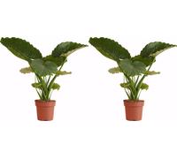 Bloomique - Lot de 2 - Alocasia Gageana California - Oreille d'éléphant - Plantes d'intérieur - Purificateur d'air - Hauteur 60-80 cm - Pot de 21 cm