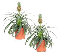 Bloomique - Lot de 2 - Ananas Mi Amigo - Ananas décoratif - Plante anti-ronflement - Plante d’intérieur - Sans danger pour les animaux - Dépolluante - Hauteur 30-40 cm - Pot 12 cm