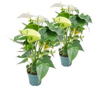 Bloomique - Lot de 2 - Anthurium - Flamant rose - Blanc - Plante d’intérieur - Dépolluante - Hauteur 30-40 cm - Pot 12 cm