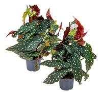 Bloomique - Lot de 2 - Begonia Maculata - Bégonia à pois - Plante à pois - Plante d’intérieur - Dépolluante - Hauteur 20-30 cm - Pot 12 cm