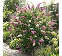 Bloomique - Lot de 2 - Buddleja Davidii Duo Rose et Blanc - Arbre aux papillons - Plantes jardin - Rustique - Hauteur 30-40 cm - Pot 17 cm