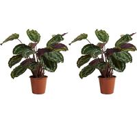 Bloomique - Lot de 2 - Calathea Medallion - Plante paon - Plantes d'intérieur - Purificateur d'air - Animaux acceptés - Hauteur 70-90 cm - Pot 19 cm
