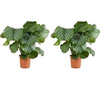 Bloomique - Lot de 2 - Calathea Orbifolia - Plante paon - Plantes d'intérieur - Purifiant l'air - Facile d'entretien - Hauteur 60-80 cm - Pot 17 cm