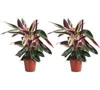 Bloomique - Lot de 2 - Calathea Triostar - Plante paon - Plantes d'intérieur - Purificateur d'air - Convient aux animaux - Hauteur 40-60 cm - Pot de 19 cm