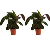 Bloomique - Lot de 2 - Calathea Warscewiczii - Plante paon - Plantes d'intérieur - Purificateur d'air - Convient aux animaux - Hauteur 50-70 cm - Pot de 19 cm