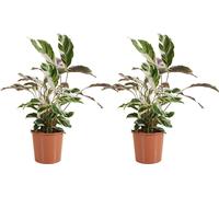 Bloomique - Lot de 2 - Calathea White Fusion - Plante paon - Plantes d'intérieur - Purifiant l'air - Facile d'entretien - Hauteur 60-80 cm - Pot 17 cm