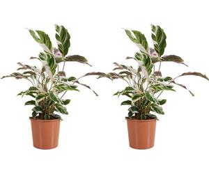 Bloomique - Lot de 2 - Calathea White Fusion - Plante paon - Plantes d'intérieur - Purifiant l'air - Facile d'entretien - Hauteur 60-80 cm - Pot 17 cm