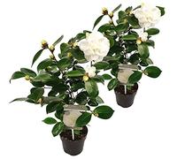 Bloomique - Lot de 2 - Camélia 'Nuccio's Gem' - Rose japonaise - Blanc - Arbuste - Persistant - Hauteur 30-35 cm