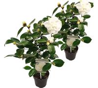 Bloomique - Lot de 2 - Camélia 'Nuccio's Gem' - Rose japonaise - Blanc - Arbuste - Persistant - Hauteur 30-35 cm