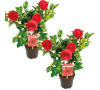 Bloomique - Lot de 2 - Camellia japonica 'Black Lace' - Rosier du Japon - Buisson - Persistant - Hauteur 30-35 cm