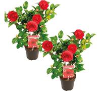 Bloomique - Lot de 2 - Camellia japonica 'Black Lace' - Rosier du Japon - Buisson - Persistant - Hauteur 30-35 cm