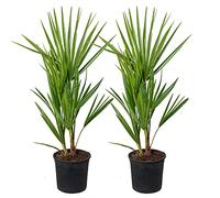 Bloomique - Lot de 2 - Chamaerops Humilis - Palmier nain européen - Palmier rustique - Plantes de jardin - Hauteur 40-50 cm - Pot 15 cm