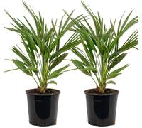 Bloomique - Lot de 2 - Chamaerops Humilis - Palmier nain européen - Palmier rustique - Plantes de jardin - Hauteur 60-70 cm - Pot 19 cm