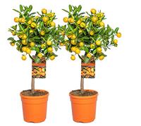 Bloomique - Lot de 2 - Citrus Calamondin - Oranger d’appartement - Agrume - Arbre fruitier - Plantes de jardin - Hauteur 50-70 cm - Pot 19 cm