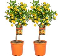 Bloomique - Lot de 2 - Citrus Calamondin - Oranger d’appartement - Agrume - Arbre fruitier - Plantes de jardin - Hauteur 50-70 cm - Pot 19 cm