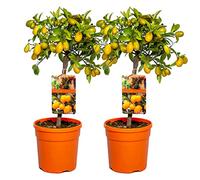 Bloomique - Lot de 2 - Citrus Kumquat - Kumquat - Oranger nain - Agrume - Arbre fruitier - Plantes de jardin - Hauteur 50-70 cm - Pot 19 cm