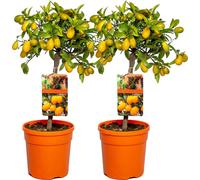 Bloomique - Lot de 2 - Citrus Kumquat - Kumquat - Oranger nain - Agrume - Arbre fruitier - Plantes de jardin - Hauteur 50-70 cm - Pot 19 cm