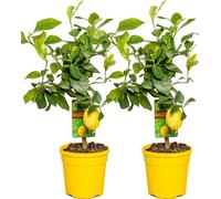 Bloomique - Lot de 2 - Citrus Limon - Citronnier - Agrume - Arbre fruitier - Plantes de jardin - Hauteur 50-70 cm - Pot 19 cm