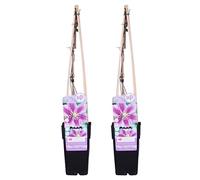 Bloomique - Lot de 2 - Clematis 'Piilu' - Clématite à grandes fleurs - Rose-violet - Plantes grimpantes - Plantes de jardin - Rustiques - Hauteur 50-70 cm - Pot 15 cm