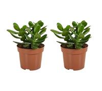 Bloomique - Lot de 2 - Crassula Ovata Arbre Magique - Plante de Jade - Plantes d'intérieur - Succulente - Très Facile d'Entretien - Hauteur 15-20 cm - Pot 12 cm