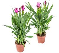 Bloomique - Lot de 2 - Curcuma Siam - Curcuma ornemental - Plante d’intérieur - Dépolluante - Floraison - Hauteur 40-50 cm - Pot 14 cm