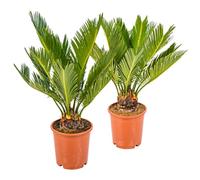 Bloomique - Lot de 2 - Cycas Revoluta - Cycas du Japon - Palmier d'intérieur - Plantes d’intérieur - Très Facile à Entretenir - Hauteur 30-40 cm - Pot 12 cm