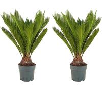 Bloomique - Lot de 2 - Cycas Revoluta - Palmier de la paix - Sagoutier - Plante d’intérieur - Très facile d’entretien - Hauteur 60-80 cm - Pot 17 cm