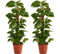 Bloomique - Lot de 2 - Epipremnum Aureum - Avec tige en mousse - Lierre dragon - Plantes grimpantes - Plantes d'intérieur - Purificateur d'air - Hauteur 70-90 cm - Pot 19 cm
