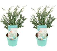 Bloomique - Lot de 2 - Eucalyptus Gunnii Azura - Eucalyptus - Plantes de jardin - Rustique - Hauteur 40-60 cm - Pot 19 cm