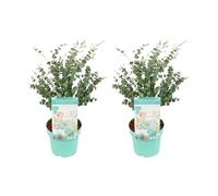 Bloomique - Lot de 2 - Eucalyptus Gunnii Azura - Eucalyptus - Plantes de jardin - Rustique - Hauteur 40-60 cm - Pot 19 cm