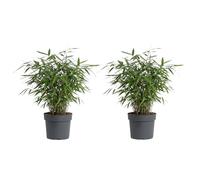 Bloomique - Lot de 2 - Fargesia Asian Wonder - Plante bambou - Non invasive - Plante de Jardin - Plante haie - 20-40 cm hauteur - Pot 14 cm