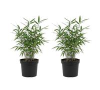 Bloomique - Lot de 2 - Fargesia Blue - Bambou bleu - Non envahissant - Rustique - Plante haie - 20-40 cm haut - Pot 14 cm