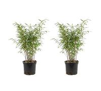Bloomique - Lot de 2 - Fargesia Nitida Gansu - Plante bambou - Non envahissante - Rustique - Persistante - Plante haie - Plante de Jardin - 50-70 cm hauteur - Pot 17 cm